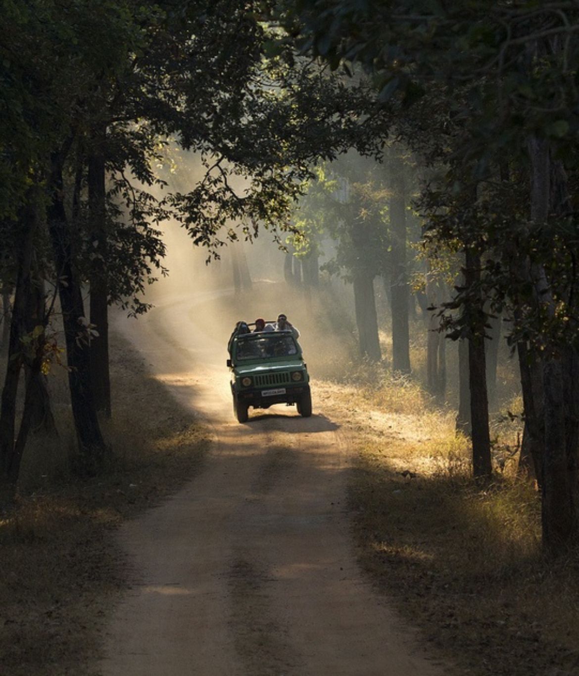 Wildlife safari