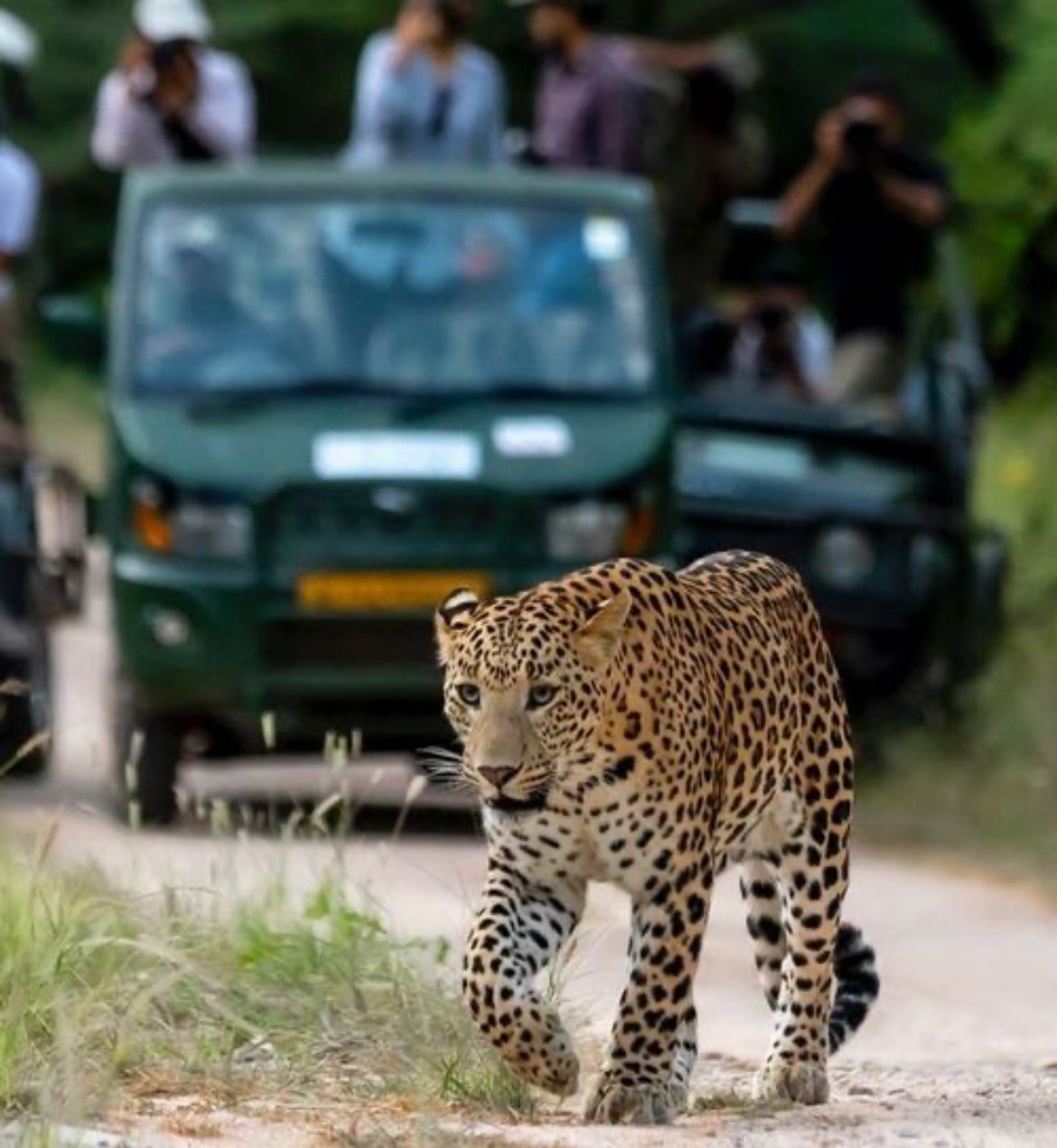 Wildlife safari