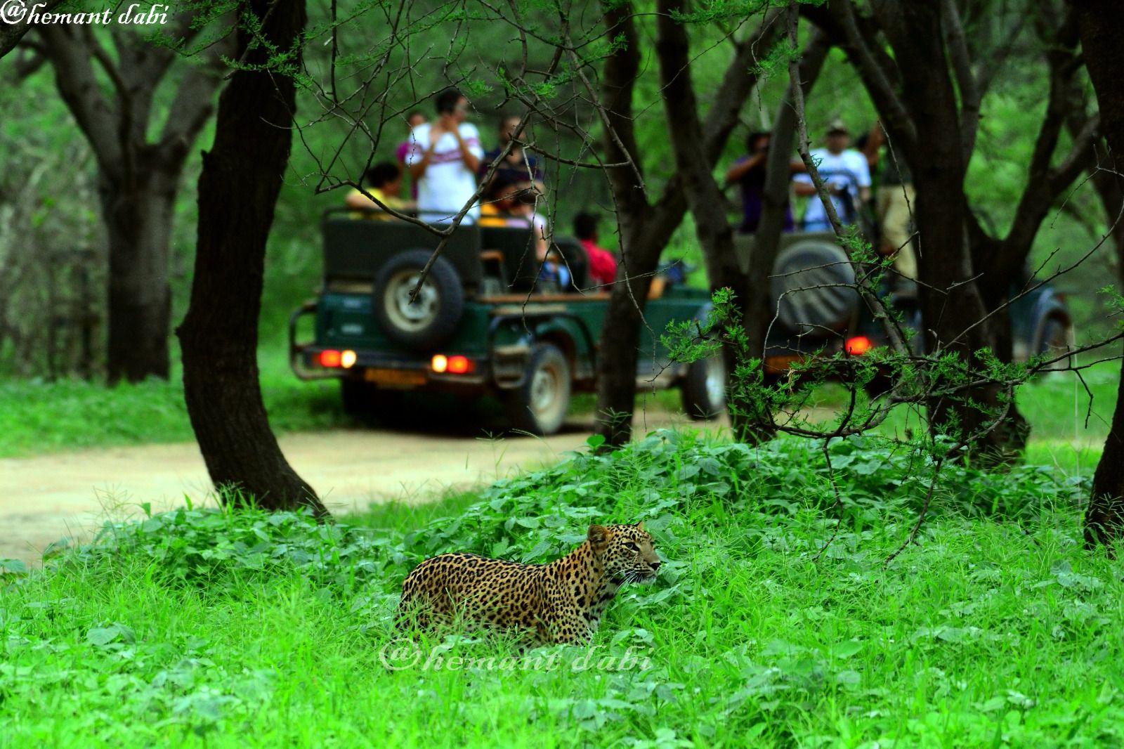 Wildlife safari